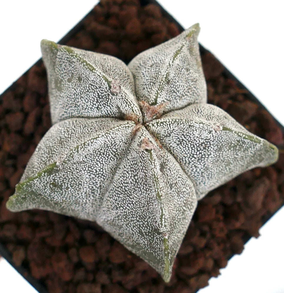 Astrophytum myriostigma form tamaulipensis rare star-shaped succulent cactus with white speckled texture