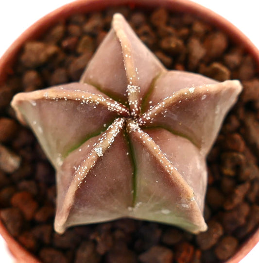 Astrophytum myriostigma nudum suculenta cactus con estructura acanalada en forma de estrella y sutil tonalidad rojiza