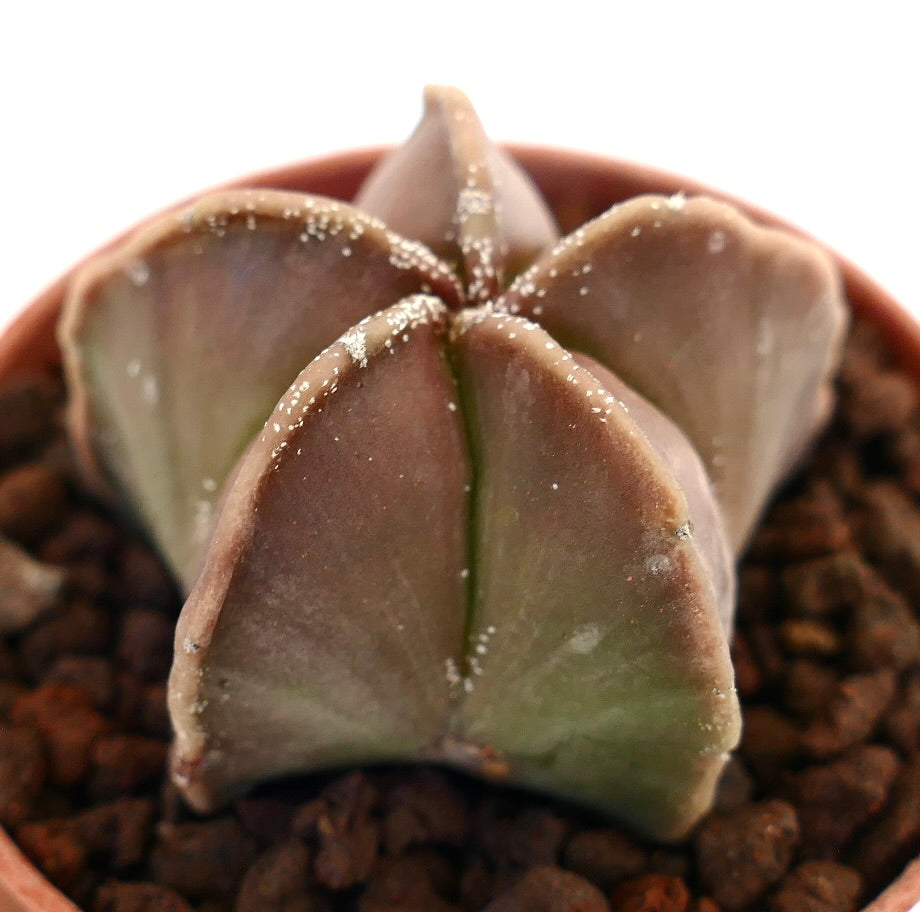 Astrophytum myriostigma nudum succulent cactus with smooth reddish-green star-shaped ribs