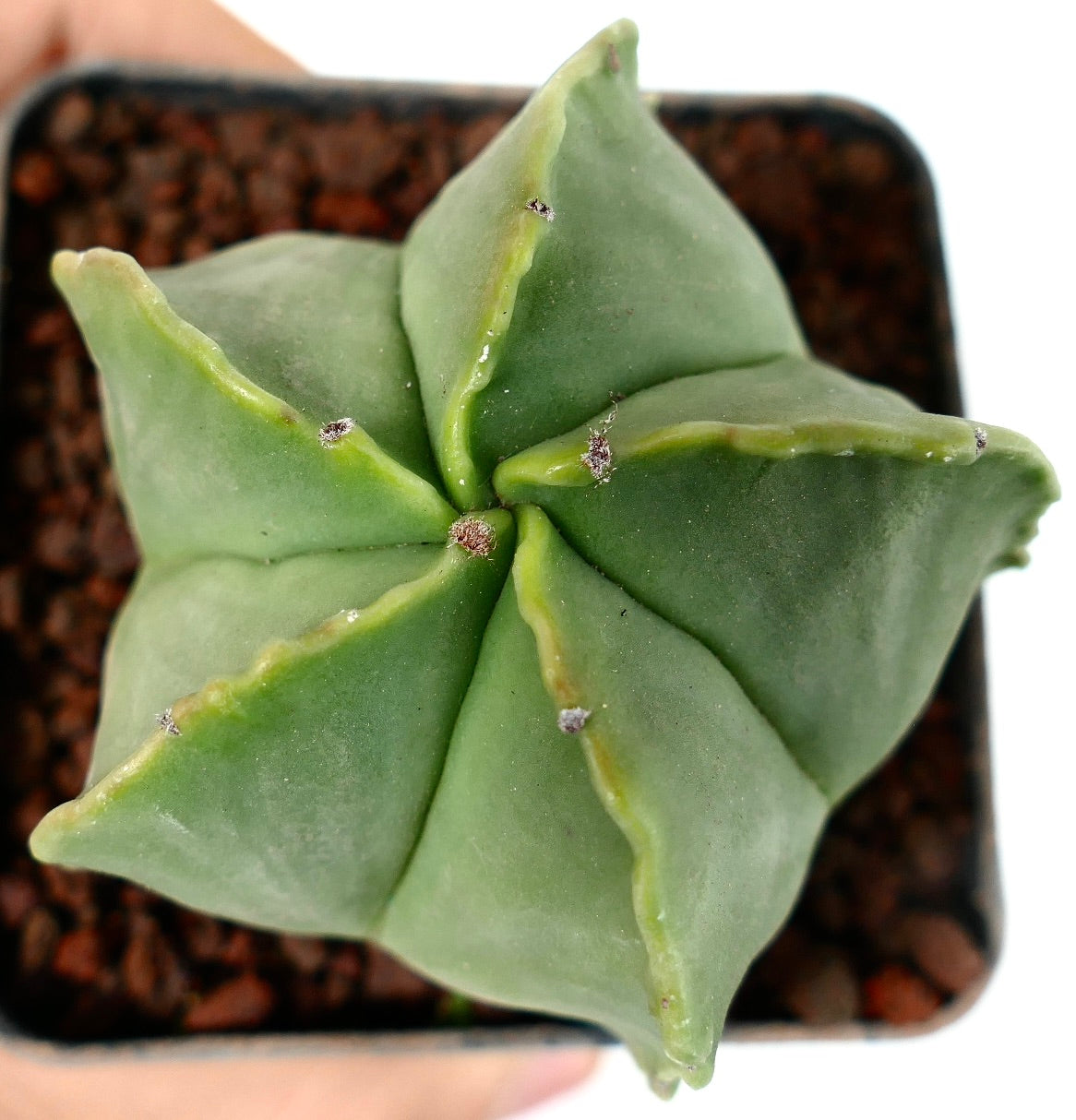 Astrophytum myriostigma var. nudum smooth green star-shaped spineless cactus succulent