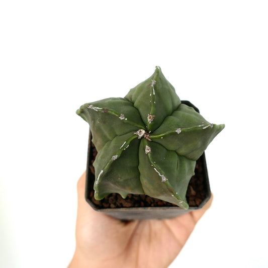 Astrophytum myriostigma var. nudum green star-shaped succulent cactus with smooth surface