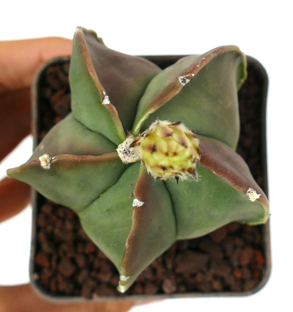 Astrophytum myriostigma var. nudum cv 'Koh-Yo' rare star-shaped succulent cactus with smooth green and brown ribs