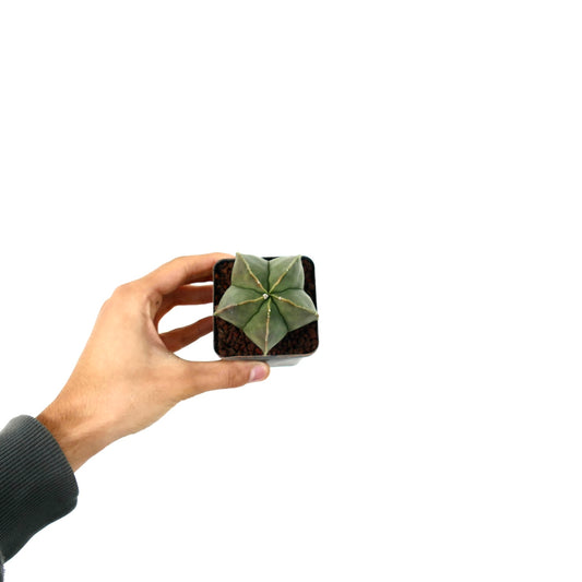 Astrophytum myriostigma var. nudum succulent cactus with smooth green star-shaped body and small white dots