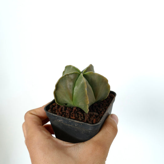 Astrophytum myriostigma var. nudum small rare succulent cactus with smooth green star-shaped ribs in pot
