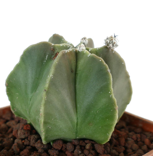Astrophytum myriostigma var. nudum green star-shaped succulent cactus with smooth ribs