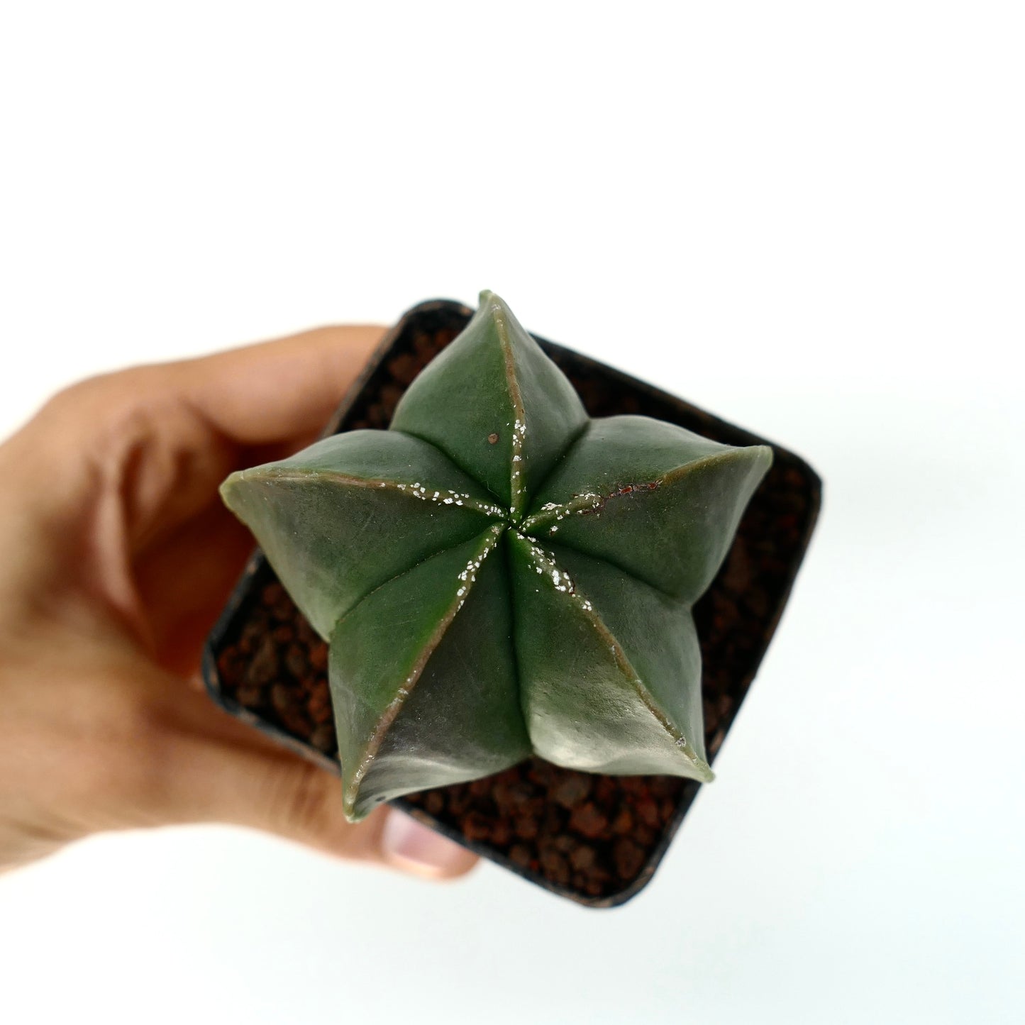 Astrophytum myriostigma var. nudum glatt grønn stjerneformet kaktus sukkulent eksemplar