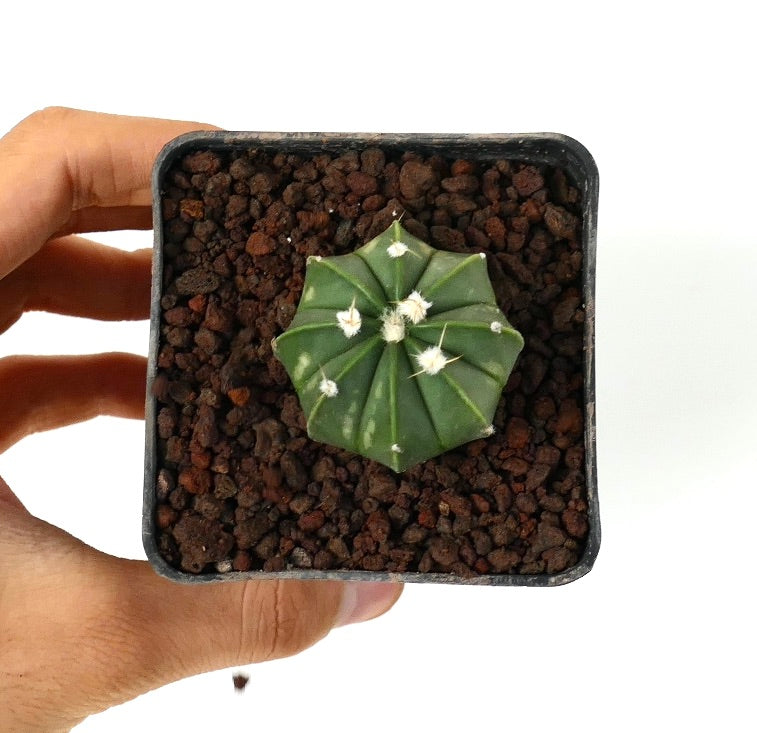 Astrophytum myriostigma pequeño cactus verde en forma de estrella con areolas lanosas blancas en maceta