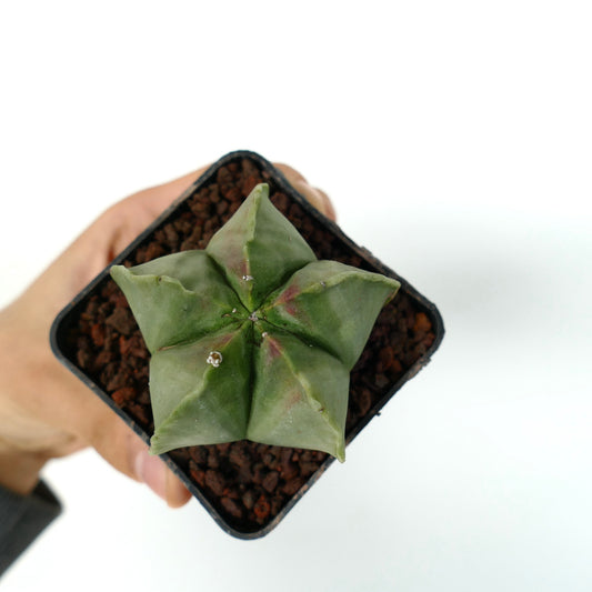 Astrophytum myriostigma var. nudum succulent cactus with smooth green star-shaped ribs and subtle red markings