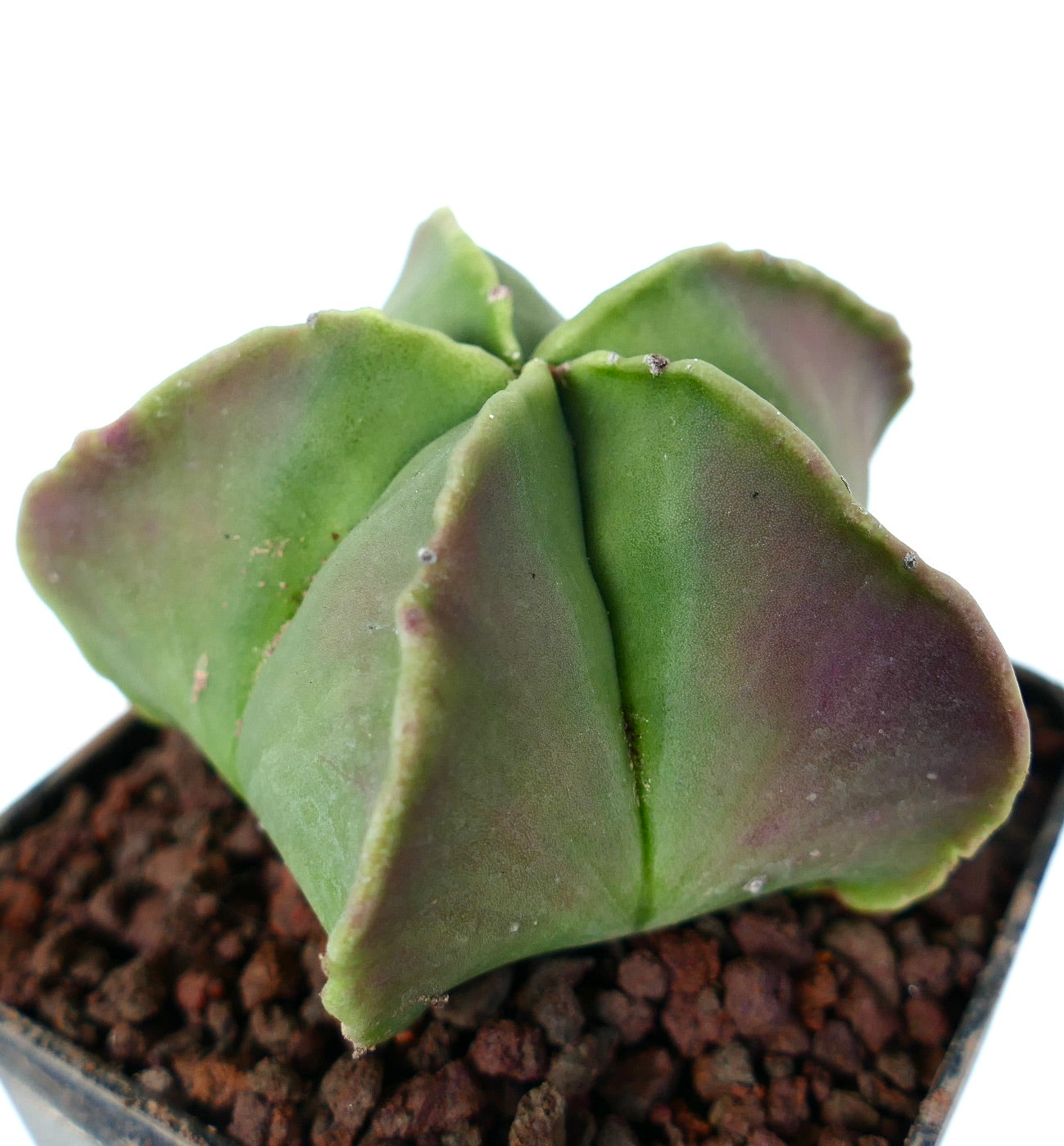 Astrophytum myriostigma var. nudum cv 'Koh-Yo' sjelden sukkulent kaktus med glatte grønn- og purpurrandede ribber