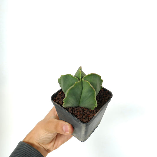 Astrophytum myriostigma var. nudum small green star-shaped spineless cactus succulent in pot