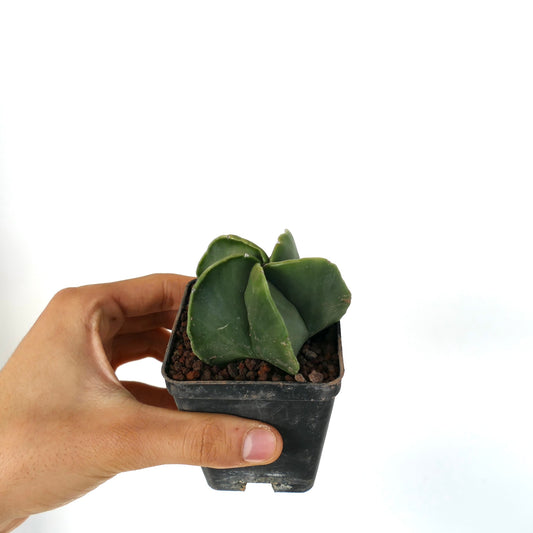 Astrophytum myriostigma var. nudum succulent cactus with smooth green triangular stems in small pot