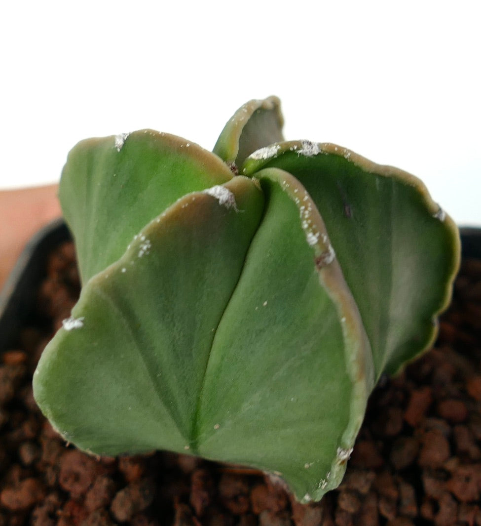 Astrophytum myriostigma var. nudum succulent cactus with smooth green star-shaped ribs and white specks
