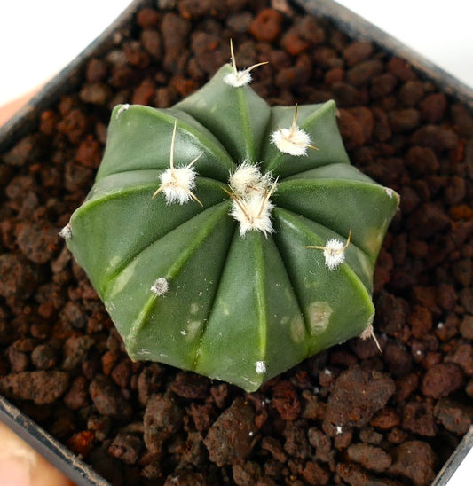Astrophytum myriostigma híbrido pequeño cactus verde con aréolas lanares blancas y espinas cortas en maceta