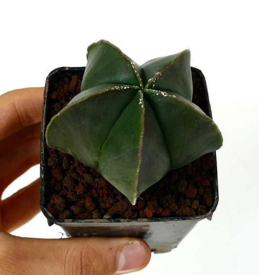 Astrophytum myriostigma var. nudum green star-shaped succulent cactus with smooth ribs