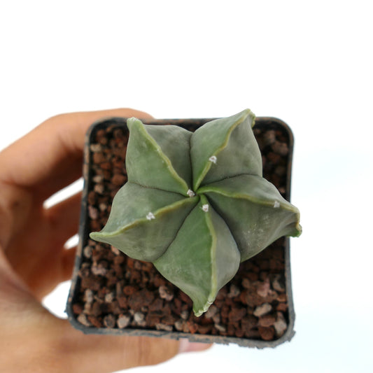 Astrophytum myriostigma var. nudum succulent cactus with smooth star-shaped green body and small white areoles