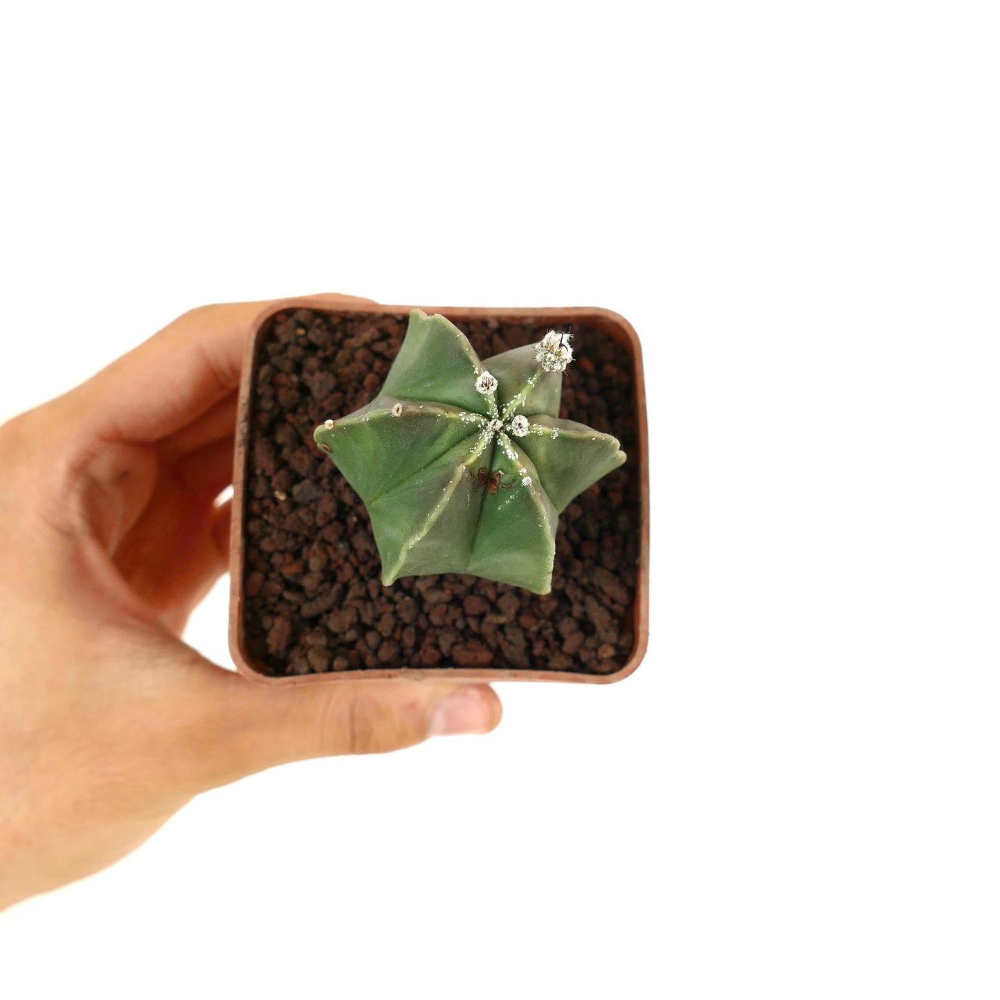 Astrophytum myriostigma var. nudum piccolo cactus verde a forma di stella con costolature lisce e areole bianche