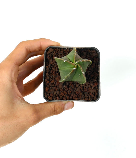 Astrophytum myriostigma var. nudum small star-shaped succulent cactus with smooth green ribs