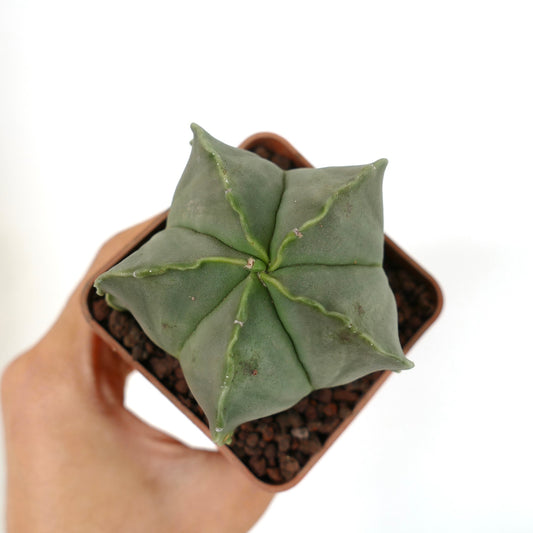 Astrophytum myriostigma var. nudum green star-shaped succulent cactus with smooth surface