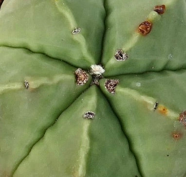 Astrophytum myriostigma var. nudum raro cactus succulento con costole verdi lisce a forma di stella