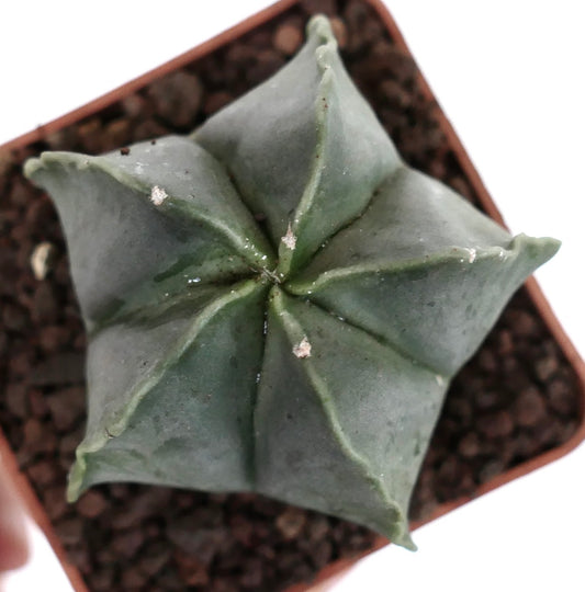 Astrophytum myriostigma var. nudum star-shaped green succulent cactus with smooth ribs and white areoles