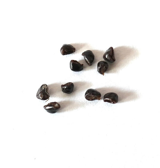 Astrophytum myriostigma var. quadricostatum SEEDS