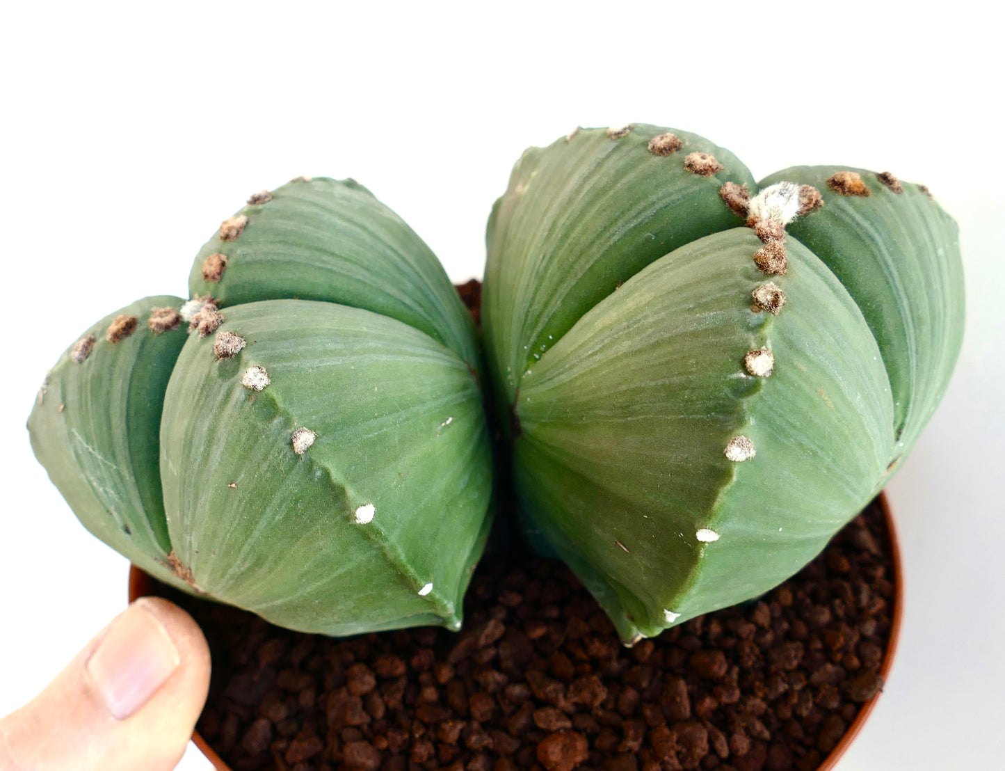 Graines d’Astrophytum myriostigma var. tricostatum