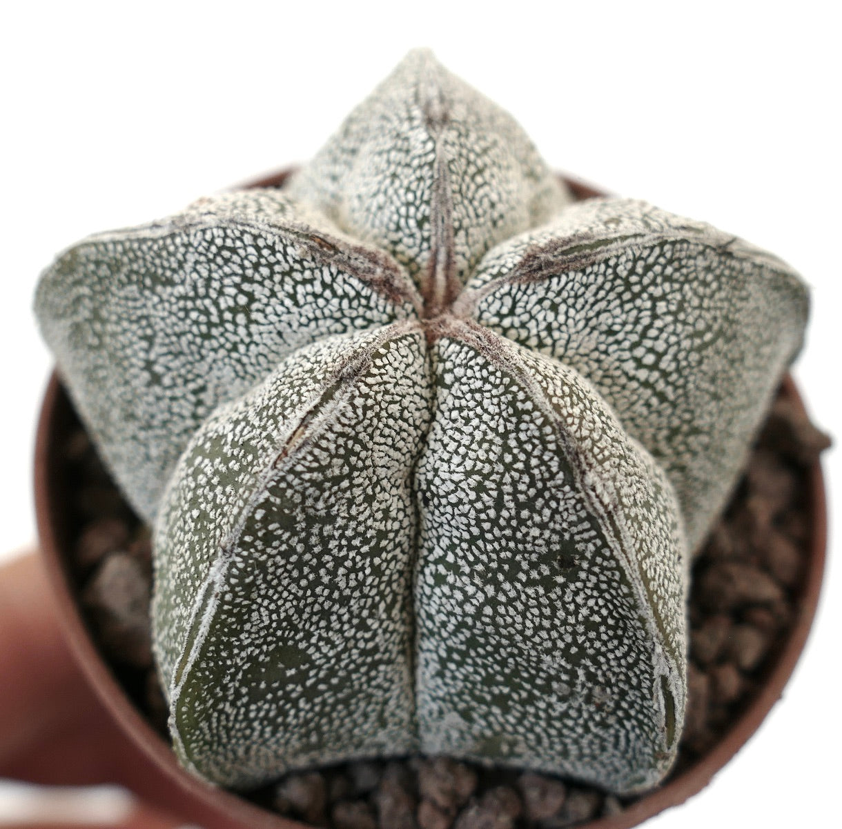 Astrophytum myriostigma, cactus succulento con corpo a forma di stella e texture maculata bianca