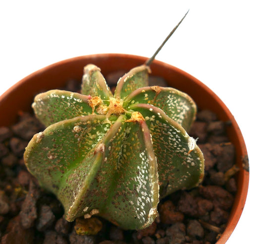 Astrophytum myriostigma x capricorne rare cactus with star-shaped ribs and small white speckles