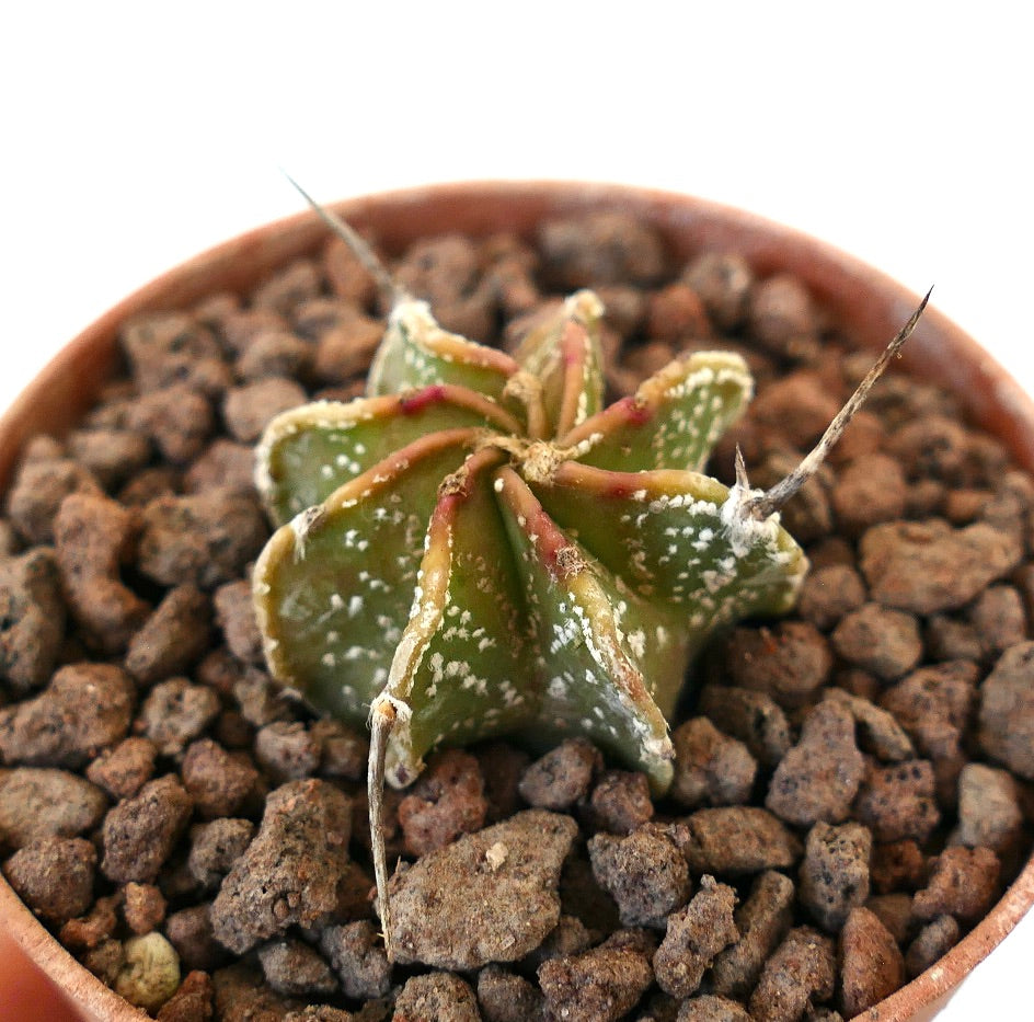 Astrophytum myriostigma x thayo x capricorne piccolo raro cactus con costole a forma di stella e macchie bianche