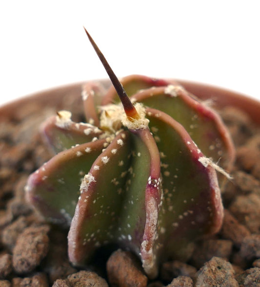 Astrophytum myriostingma succulent cactus with prominent central spine and textured ribs