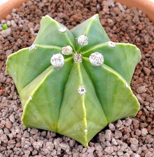Astrophytum myriostigma succulent cactus with star-shaped green body and white areoles