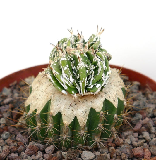 Astrophytum myrisotigma cv "Hakujo Fukuryu" crested rare succulent cactus with white speckled growth