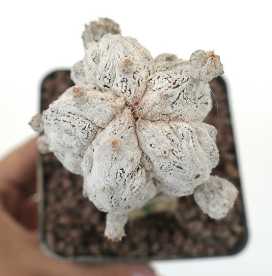 Astrophytum myrisotigma rare white textured cactus with woolly areoles and small offsets