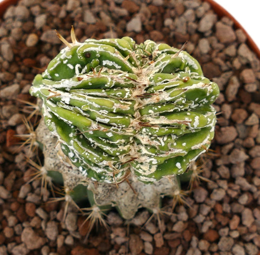 Astrophytum myrisotigma cv 'Hakujo Fukuryu' crested rare green cactus with white speckles and spines