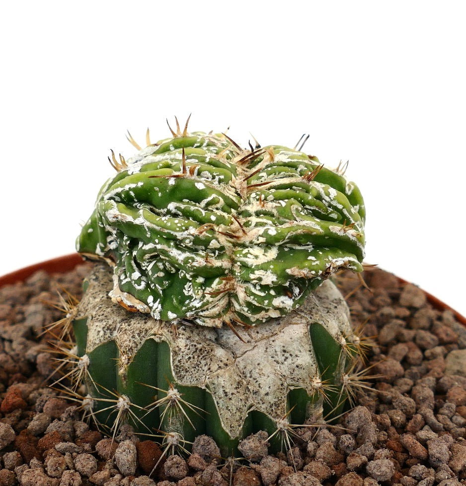 Astrophytum myrisotigma cv 'Hakujo Fukuryu' cactus raro verde crestato con macchie bianche e spine