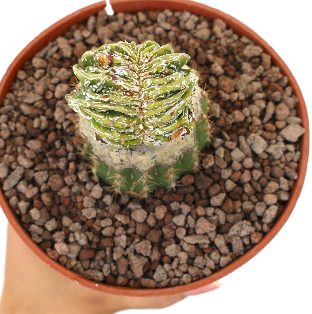 Astrophytum myriostigma cv 'Hakujo Fukuryu' crête rare de cactus succulent avec sommet vert texturé