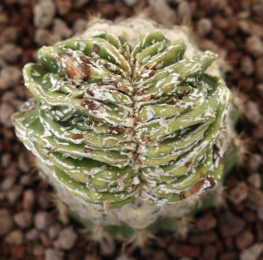 Astrophytum myrisotigma cv 'Hakujo Fukuryu' crested rare succulent cactus with textured white markings