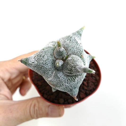 Astrophytum myrisotigma cv "KIKKO JESTER HAT" rare succulent cactus with white speckled star-shaped body