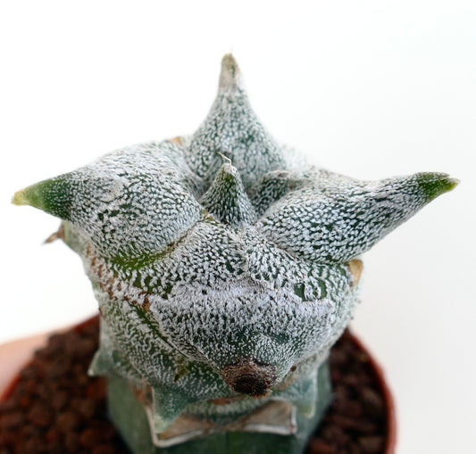 Astrophytum myrisotigma cv "KIKKO JESTER HAT" rare star-shaped succulent cactus with white speckled texture