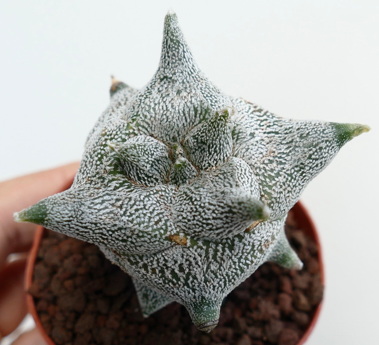 Astrophytum myriostigma cv "KIKKO JESTER HAT" sjelden stjerneformet saftig kaktus med hvitflekkete tekstur