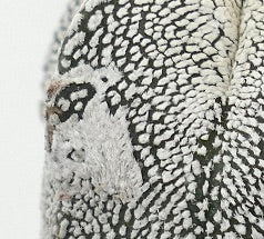 Astrophytum myrisotigma cv 'Onzuka x Hakun' rare white-spotted succulent cactus close-up