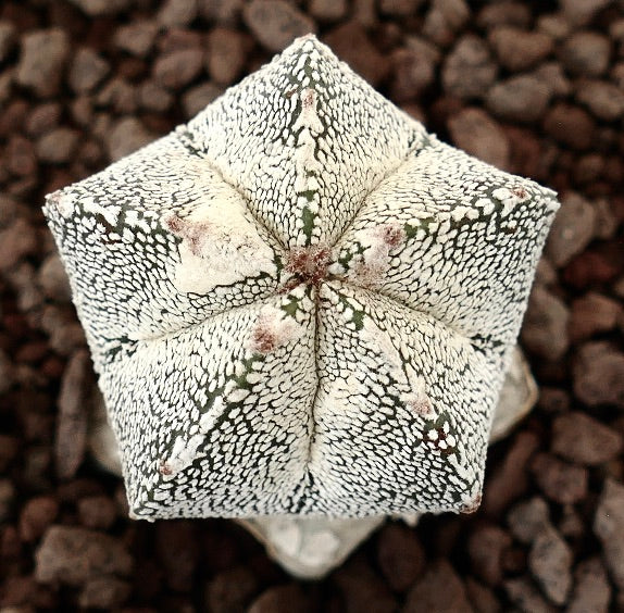 아스트로피툼 미리소티그마 품종 '온즈카 x 하쿤' 희귀 별 모양 흰색 반점 선인장 다육식물