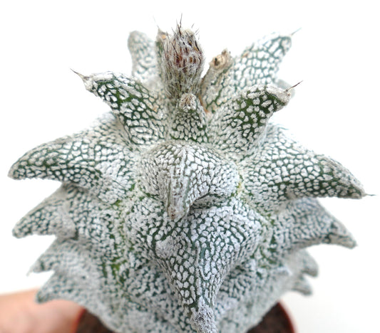 Astrophytum myrisotigma cv "SUPER KIKKO" X "JESTER HAT" rare white speckled star-shaped cactus