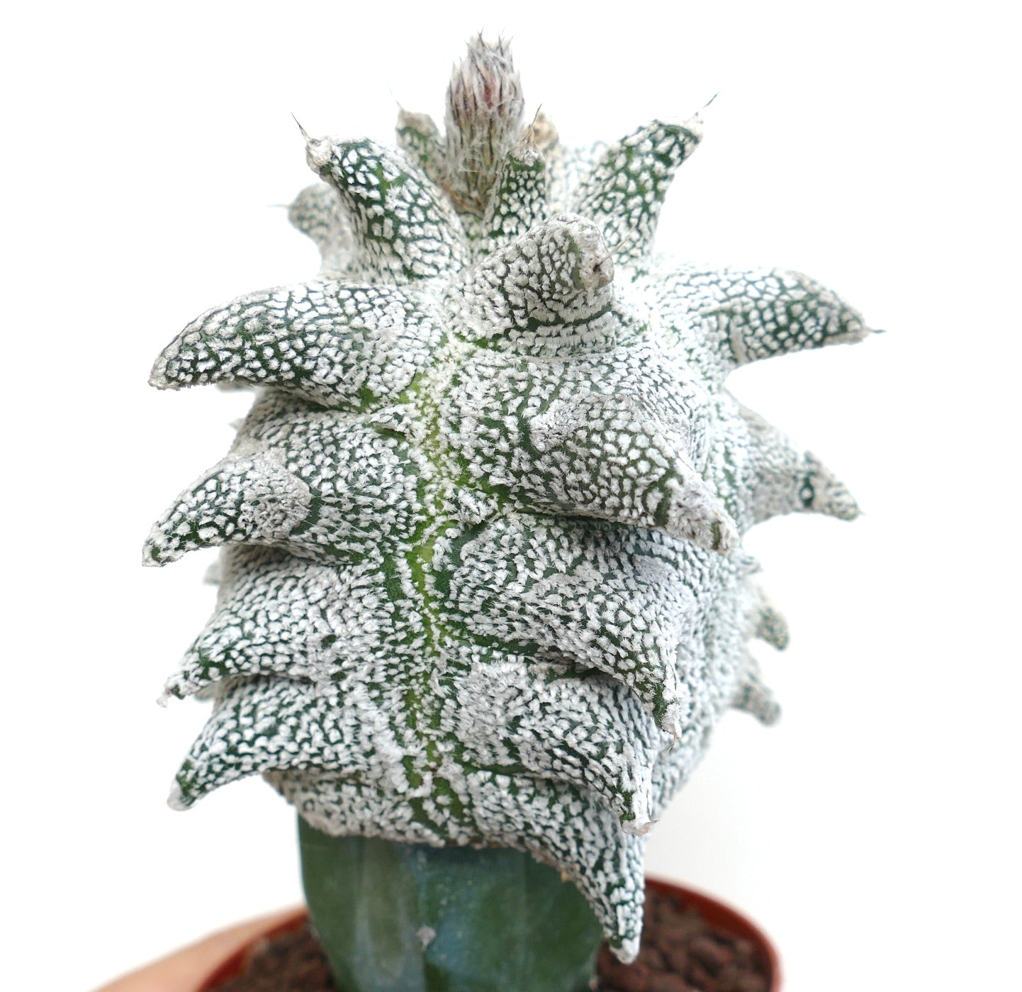 Astrophytum myrisotigma cv "SUPER KIKKO" X "JESTER HAT" seltener Kaktus mit weiß gesprenkelten, strukturierten, sternförmigen Rippen