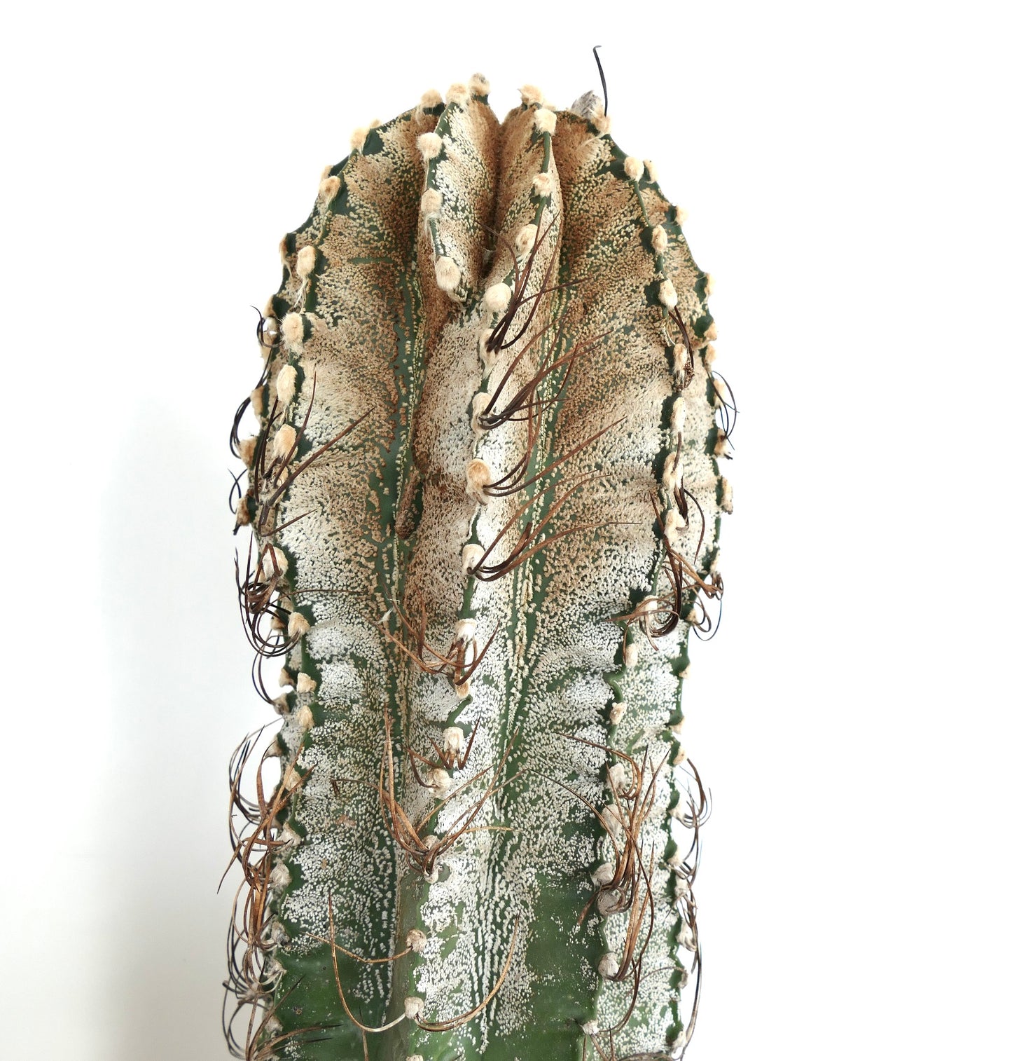 Semillas de Astrophytum niveum (Cuatrociénegas)