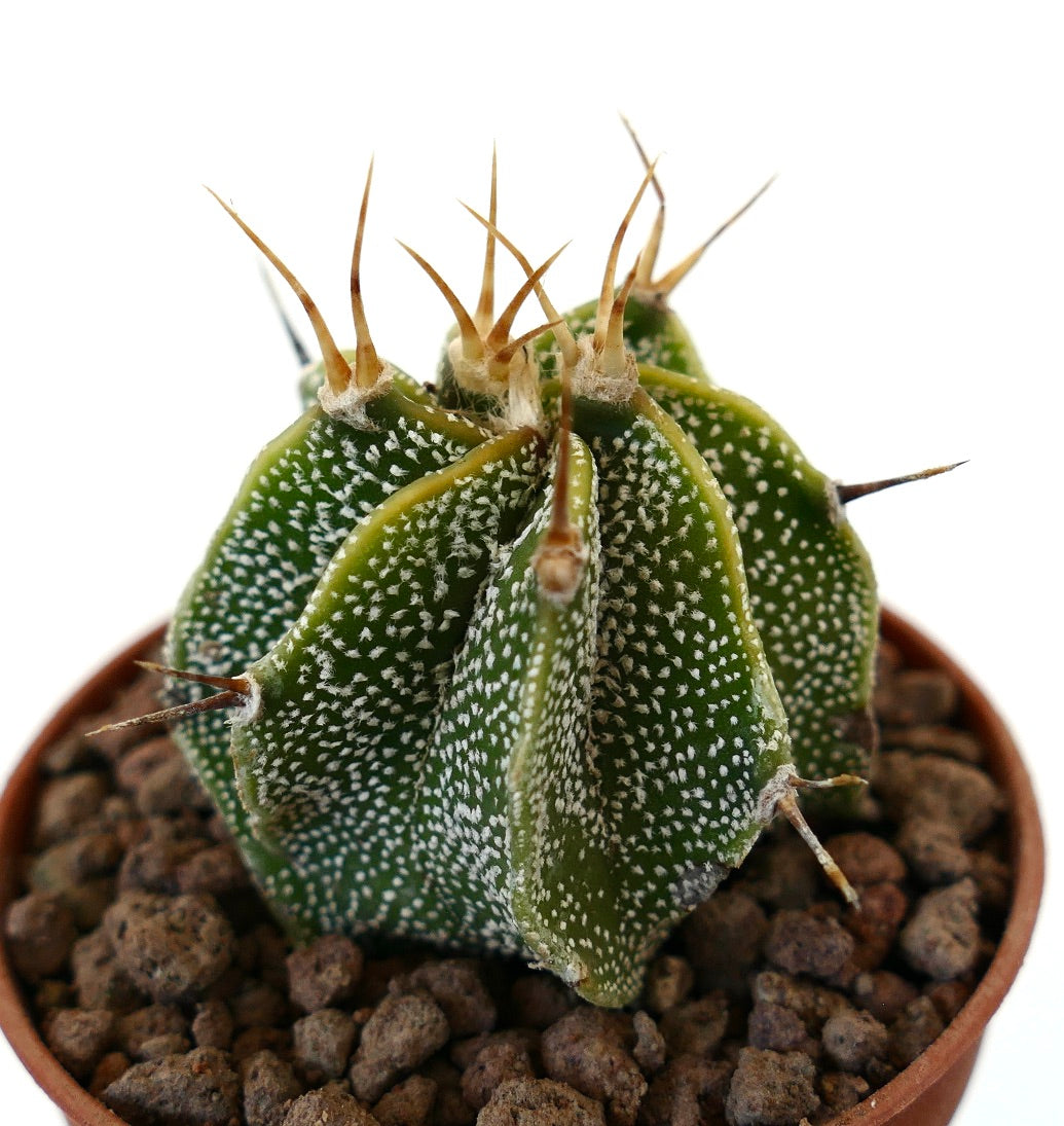Cactus Astrophytum ornatum con macchie bianche e lunghe spine dorate in vaso