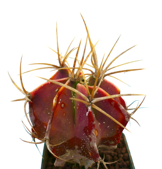 Astrophytum ornatum rare succulent cactus with red body and long yellow spines specimen