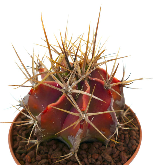 Astrophytum ornatum succulent cactus with thick strong spines and reddish body in pot