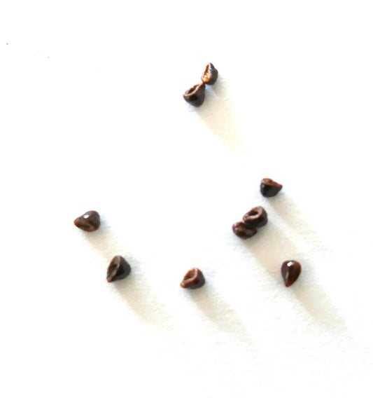 Semi di Astrophytum ornatum piccoli semi marroni di cactus su sfondo bianco