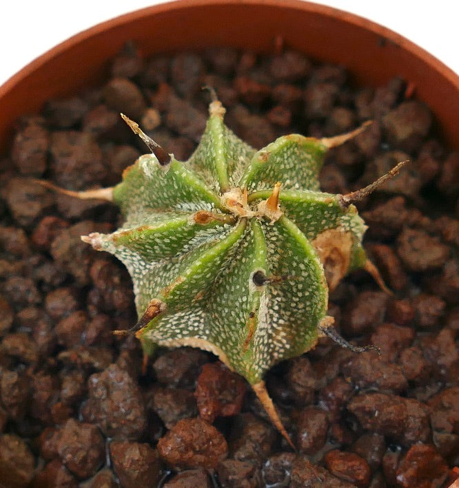Astrophytum ornatum saftig kaktus med grønn ribbet kropp og hvitflekket tekstur